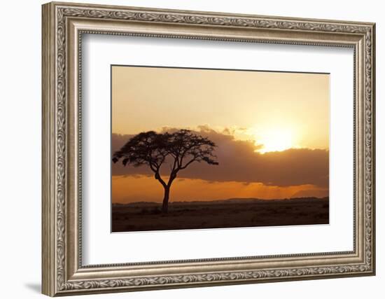 Kenya, Amboseli National Park, Lonely Tree at Sunset-Anthony Asael-Framed Photographic Print