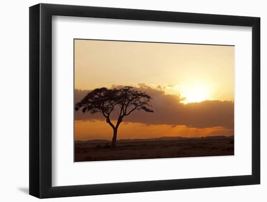 Kenya, Amboseli National Park, Lonely Tree at Sunset-Anthony Asael-Framed Photographic Print