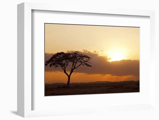 Kenya, Amboseli National Park, Lonely Tree at Sunset-Anthony Asael-Framed Photographic Print