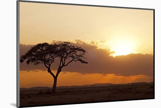 Kenya, Amboseli National Park, Lonely Tree at Sunset-Anthony Asael-Mounted Photographic Print