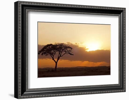 Kenya, Amboseli National Park, Lonely Tree at Sunset-Anthony Asael-Framed Photographic Print