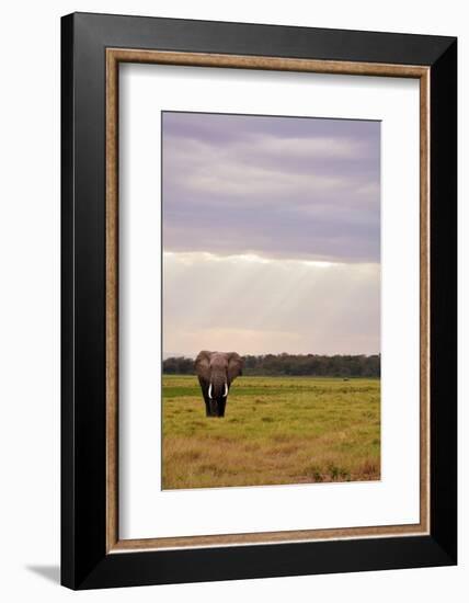 Kenya, Amboseli National Park, One Female Elephant in Grassland in Cloudy Weather-Anthony Asael/Art in All of Us-Framed Photographic Print