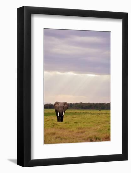 Kenya, Amboseli National Park, One Female Elephant in Grassland in Cloudy Weather-Anthony Asael/Art in All of Us-Framed Photographic Print