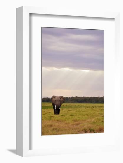 Kenya, Amboseli National Park, One Female Elephant in Grassland in Cloudy Weather-Anthony Asael/Art in All of Us-Framed Photographic Print