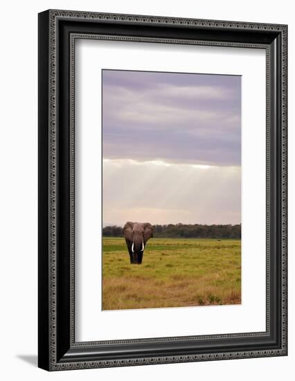 Kenya, Amboseli National Park, One Female Elephant in Grassland in Cloudy Weather-Anthony Asael/Art in All of Us-Framed Photographic Print