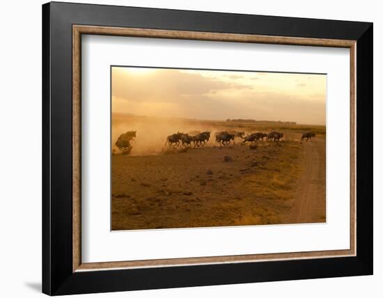 Kenya, Amboseli National Park, Wildebeest Running at Sunset-Anthony Asael-Framed Photographic Print