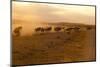 Kenya, Amboseli National Park, Wildebeest Running at Sunset-Anthony Asael-Mounted Photographic Print