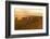 Kenya, Amboseli National Park, Wildebeest Running at Sunset-Anthony Asael-Framed Photographic Print