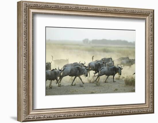 Kenya, Amboseli National Park, Wildebeest Running at Sunset-Anthony Asael-Framed Photographic Print