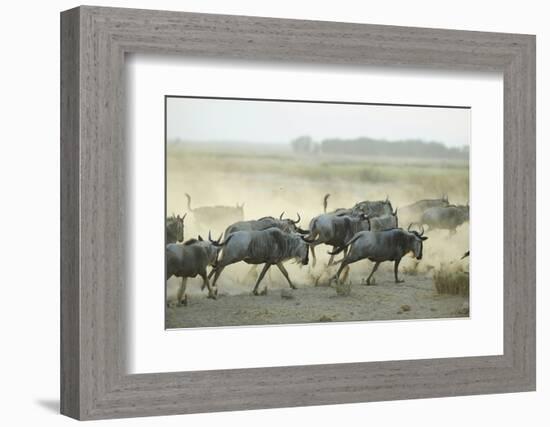 Kenya, Amboseli National Park, Wildebeest Running at Sunset-Anthony Asael-Framed Photographic Print