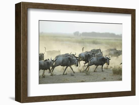 Kenya, Amboseli National Park, Wildebeest Running at Sunset-Anthony Asael-Framed Photographic Print