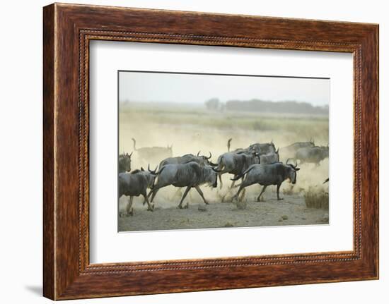 Kenya, Amboseli National Park, Wildebeest Running at Sunset-Anthony Asael-Framed Photographic Print