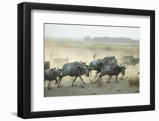 Kenya, Amboseli National Park, Wildebeest Running at Sunset-Anthony Asael-Framed Photographic Print