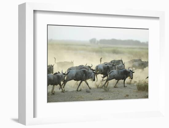 Kenya, Amboseli National Park, Wildebeest Running at Sunset-Anthony Asael-Framed Photographic Print