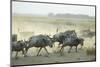 Kenya, Amboseli National Park, Wildebeest Running at Sunset-Anthony Asael-Mounted Photographic Print