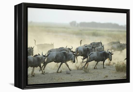 Kenya, Amboseli National Park, Wildebeest Running at Sunset-Anthony Asael-Framed Premier Image Canvas