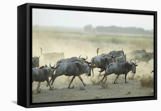 Kenya, Amboseli National Park, Wildebeest Running at Sunset-Anthony Asael-Framed Premier Image Canvas