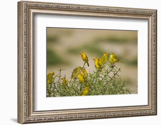 Kenya, Amboseli National Park, Yellow Canary or Weaver-Anthony Asael-Framed Photographic Print