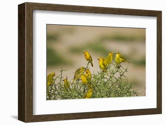 Kenya, Amboseli National Park, Yellow Canary or Weaver-Anthony Asael-Framed Photographic Print