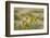 Kenya, Amboseli National Park, Yellow Canary or Weaver-Anthony Asael-Framed Photographic Print