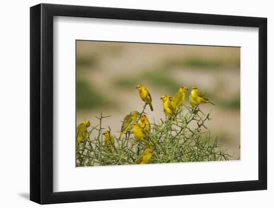 Kenya, Amboseli National Park, Yellow Canary or Weaver-Anthony Asael-Framed Photographic Print