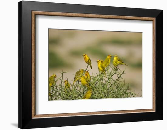 Kenya, Amboseli National Park, Yellow Canary or Weaver-Anthony Asael-Framed Photographic Print