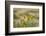 Kenya, Amboseli National Park, Yellow Canary or Weaver-Anthony Asael-Framed Photographic Print