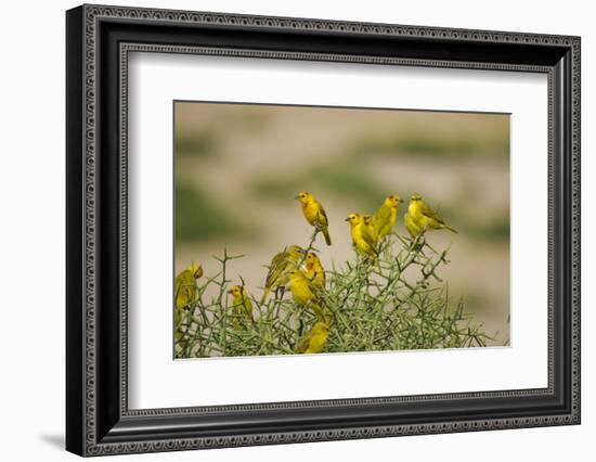 Kenya, Amboseli National Park, Yellow Canary or Weaver-Anthony Asael-Framed Photographic Print