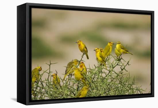 Kenya, Amboseli National Park, Yellow Canary or Weaver-Anthony Asael-Framed Premier Image Canvas