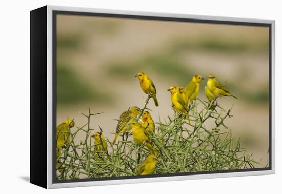 Kenya, Amboseli National Park, Yellow Canary or Weaver-Anthony Asael-Framed Premier Image Canvas