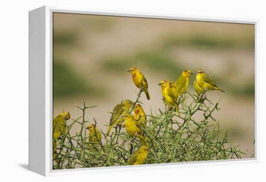 Kenya, Amboseli National Park, Yellow Canary or Weaver-Anthony Asael-Framed Premier Image Canvas