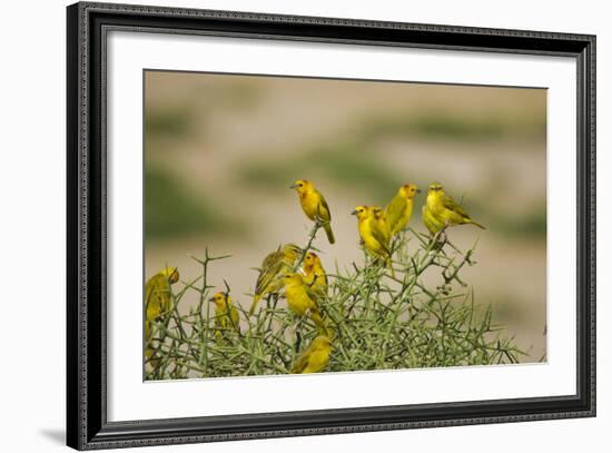 Kenya, Amboseli National Park, Yellow Canary or Weaver-Anthony Asael-Framed Photographic Print