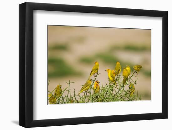 Kenya, Amboseli National Park, Yellow Canary or Weaver-Anthony Asael/Art in All of Us-Framed Photographic Print