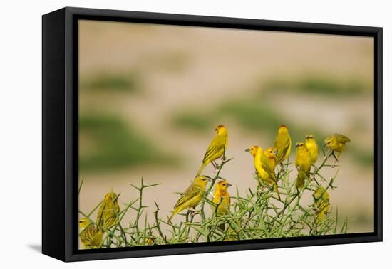 Kenya, Amboseli National Park, Yellow Canary or Weaver-Anthony Asael/Art in All of Us-Framed Premier Image Canvas