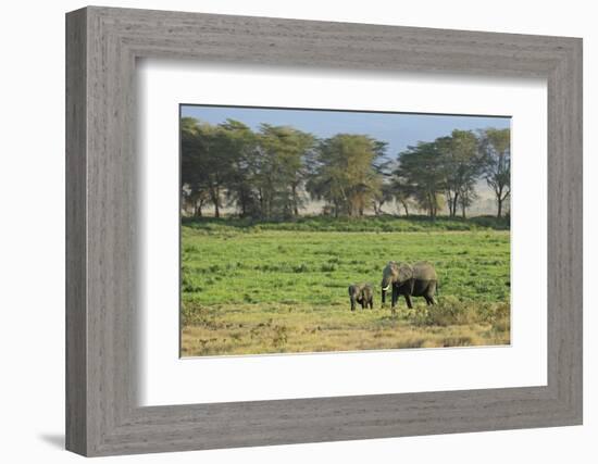 Kenya, Amboseli NP, Elephant Mother Playing with Dust with Calf-Anthony Asael-Framed Photographic Print