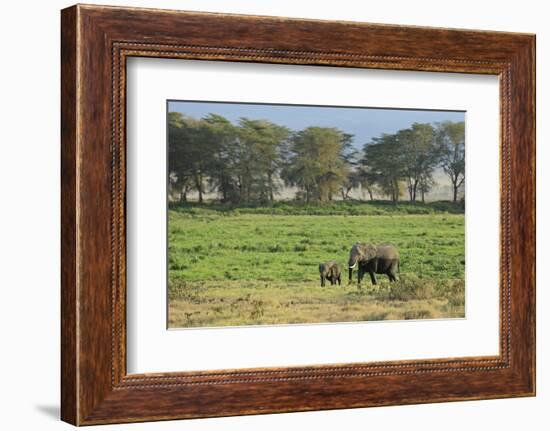 Kenya, Amboseli NP, Elephant Mother Playing with Dust with Calf-Anthony Asael-Framed Photographic Print