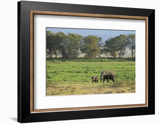 Kenya, Amboseli NP, Elephant Mother Playing with Dust with Calf-Anthony Asael-Framed Photographic Print