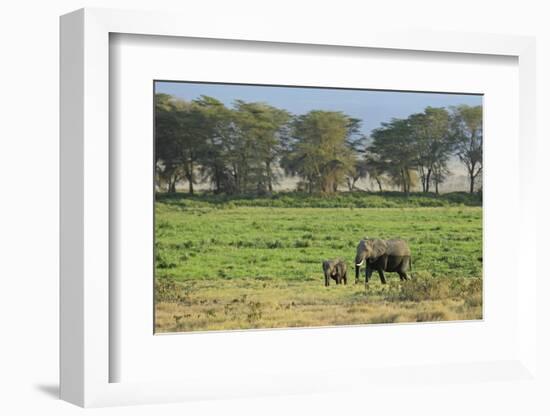 Kenya, Amboseli NP, Elephant Mother Playing with Dust with Calf-Anthony Asael-Framed Photographic Print