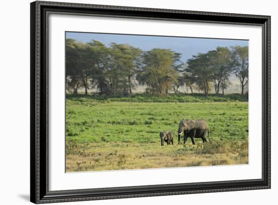 Kenya, Amboseli NP, Elephant Mother Playing with Dust with Calf-Anthony Asael-Framed Photographic Print