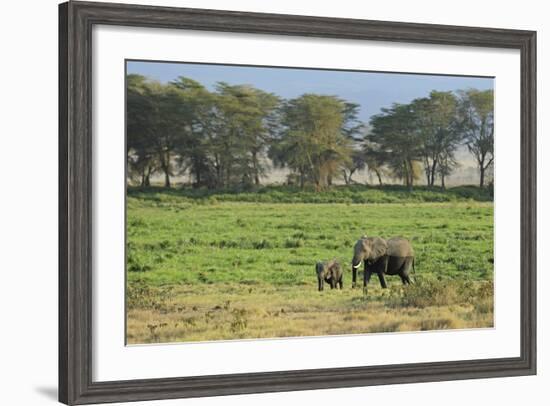 Kenya, Amboseli NP, Elephant Mother Playing with Dust with Calf-Anthony Asael-Framed Photographic Print