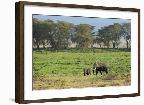 Kenya, Amboseli NP, Elephant Mother Playing with Dust with Calf-Anthony Asael-Framed Photographic Print