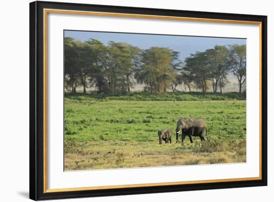 Kenya, Amboseli NP, Elephant Mother Playing with Dust with Calf-Anthony Asael-Framed Photographic Print