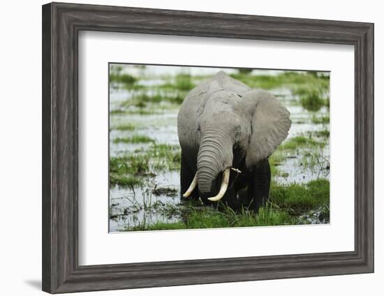 Kenya, Amboseli NP, Elephants in Wet Grassland in Cloudy Weather-Anthony Asael-Framed Photographic Print