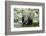 Kenya, Amboseli NP, Elephants in Wet Grassland in Cloudy Weather-Anthony Asael-Framed Photographic Print