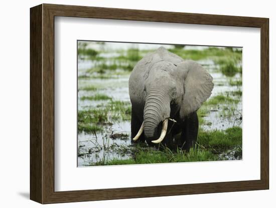 Kenya, Amboseli NP, Elephants in Wet Grassland in Cloudy Weather-Anthony Asael-Framed Photographic Print