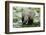 Kenya, Amboseli NP, Elephants in Wet Grassland in Cloudy Weather-Anthony Asael-Framed Photographic Print