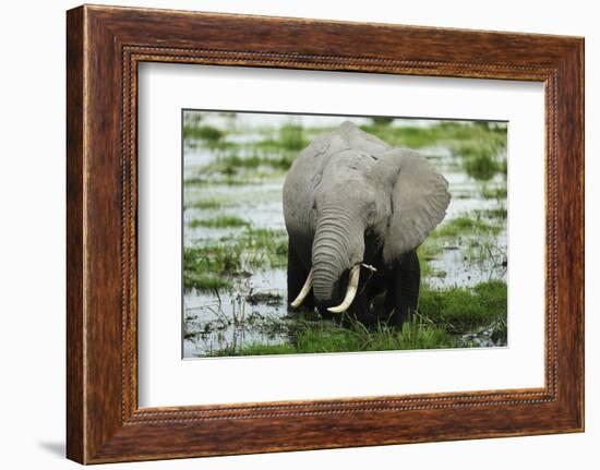 Kenya, Amboseli NP, Elephants in Wet Grassland in Cloudy Weather-Anthony Asael-Framed Photographic Print