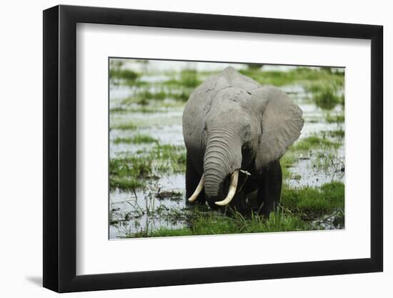 Kenya, Amboseli NP, Elephants in Wet Grassland in Cloudy Weather-Anthony Asael-Framed Photographic Print