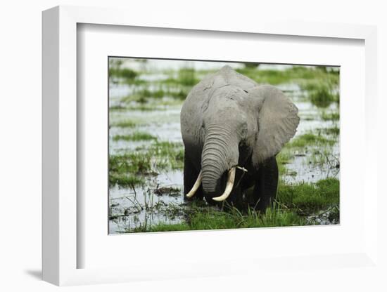 Kenya, Amboseli NP, Elephants in Wet Grassland in Cloudy Weather-Anthony Asael-Framed Photographic Print