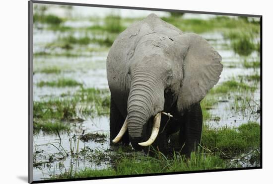 Kenya, Amboseli NP, Elephants in Wet Grassland in Cloudy Weather-Anthony Asael-Mounted Photographic Print